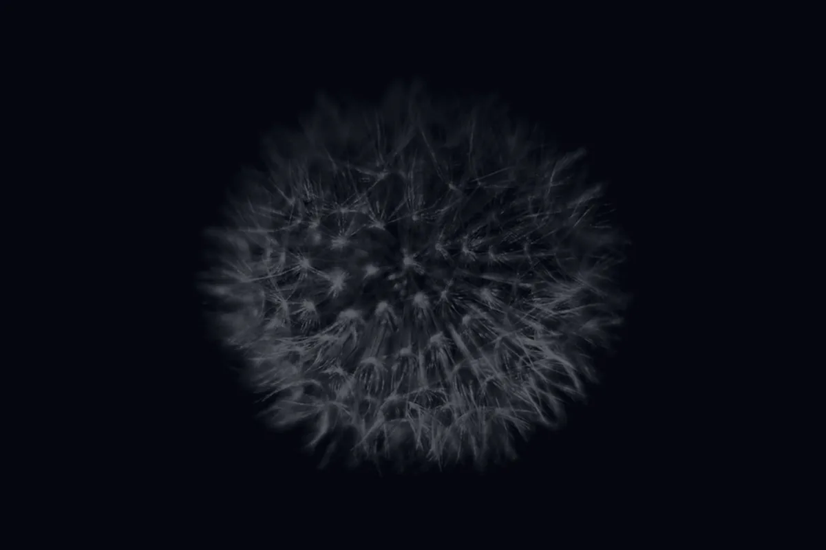 A dandelion dispersing seeds on dark, representing compound interest growing over time.