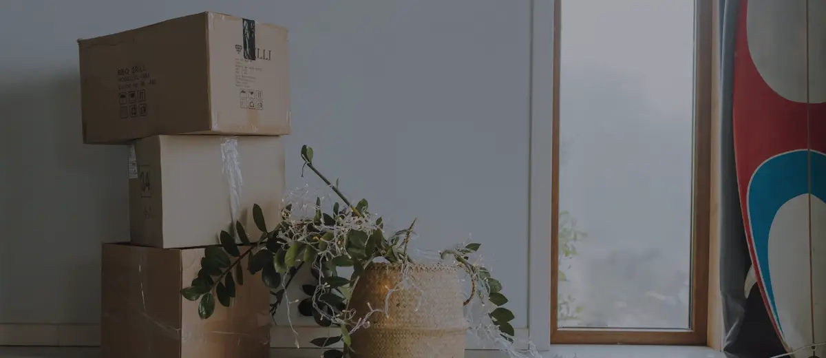 Moving boxes stacked beside a potted plant near a bright window.