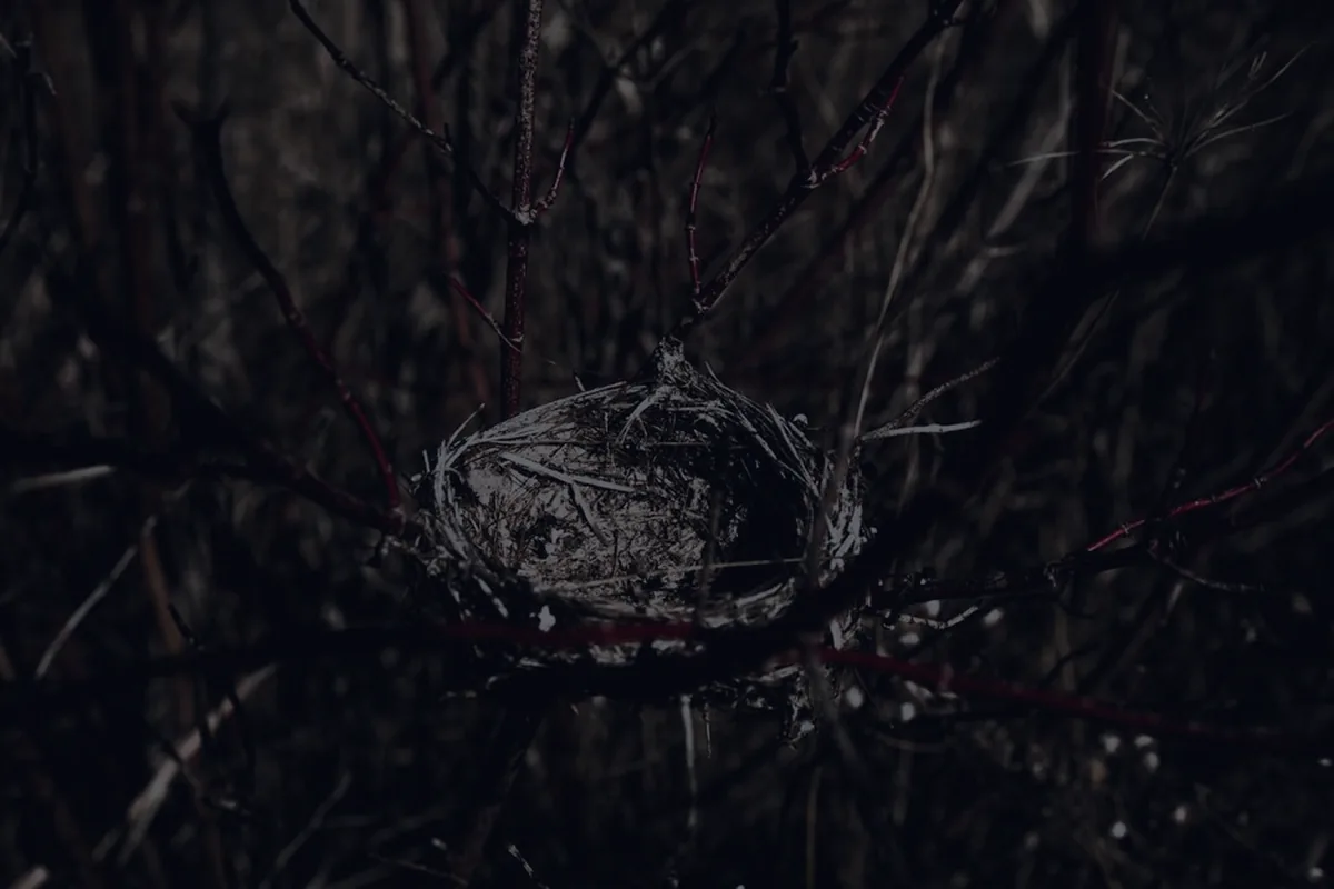 An empty bird nest on a dark branch, representing empty-nest financial planning.