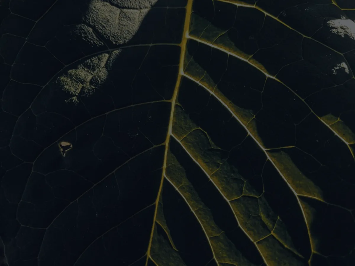 Backlit green leaf veins against a dark background, representing sustainable ESG investing.