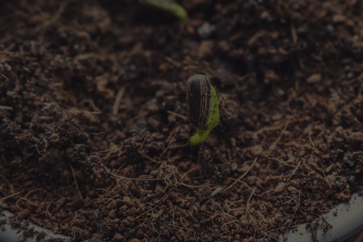 A single green seedling sprouting from dark soil, representing a first small investment beginning to grow.