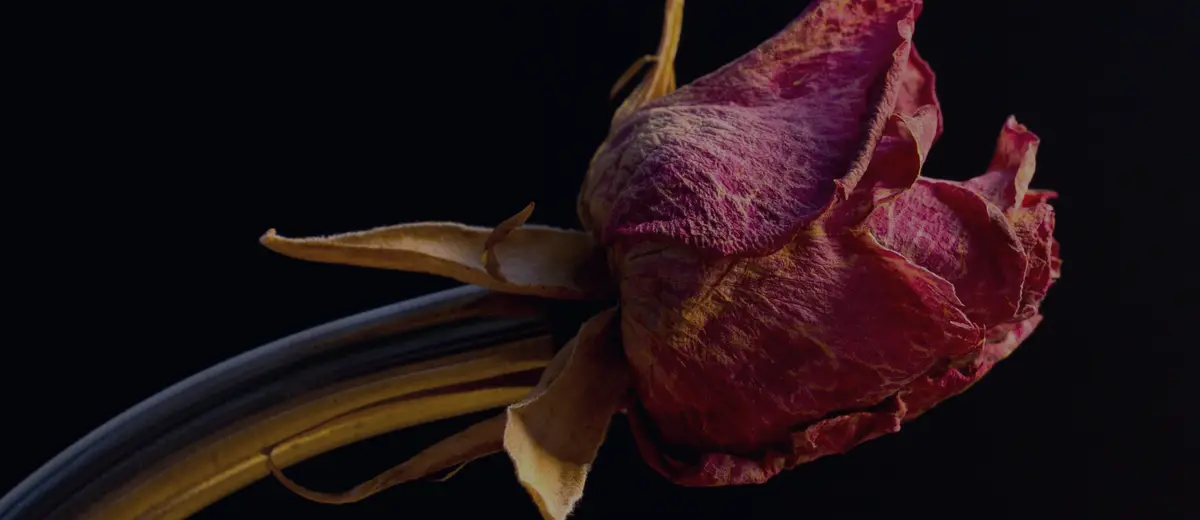 A dried red rose on a black background.