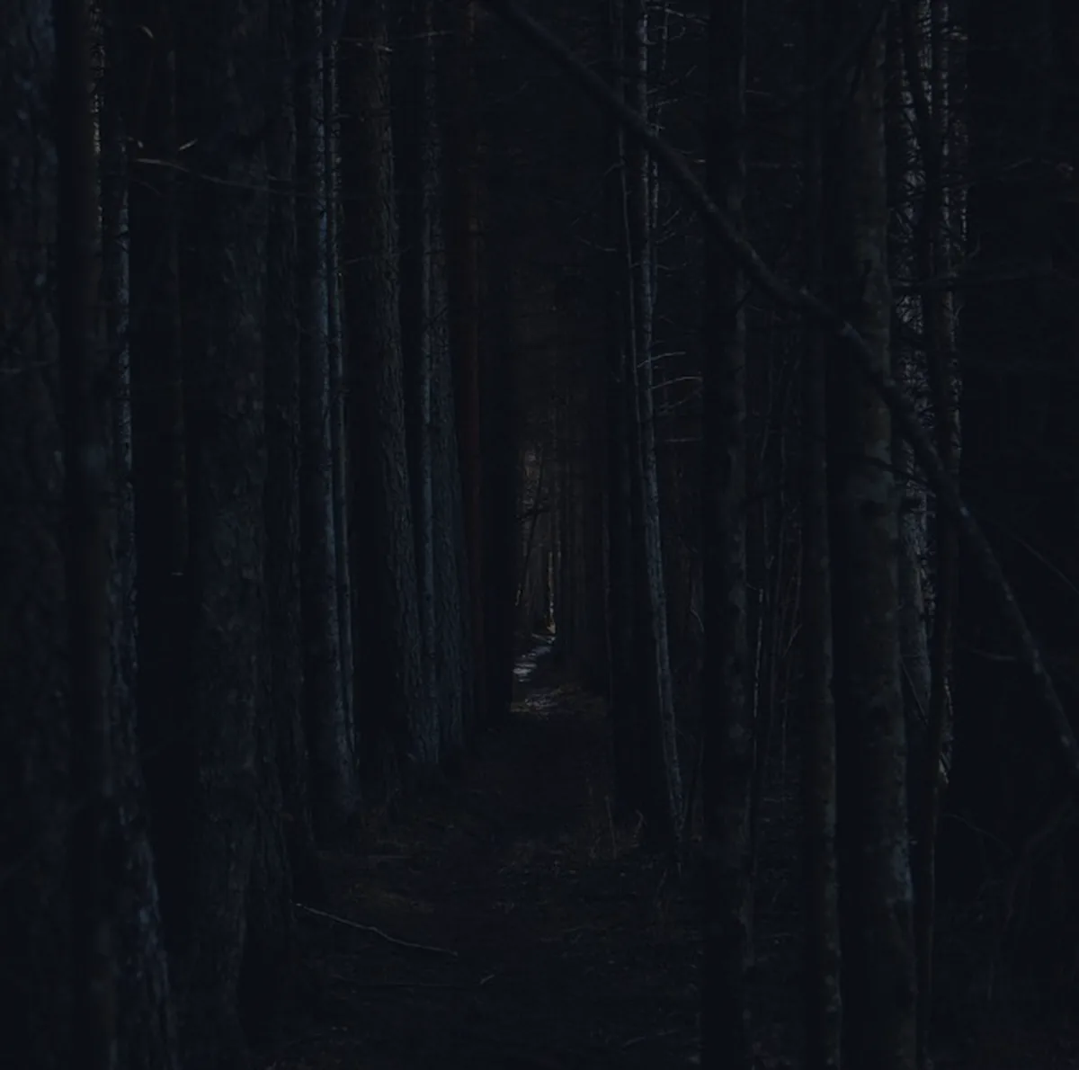A path through a dark forest splitting in two, representing the choice between Roth and traditional 401(k).