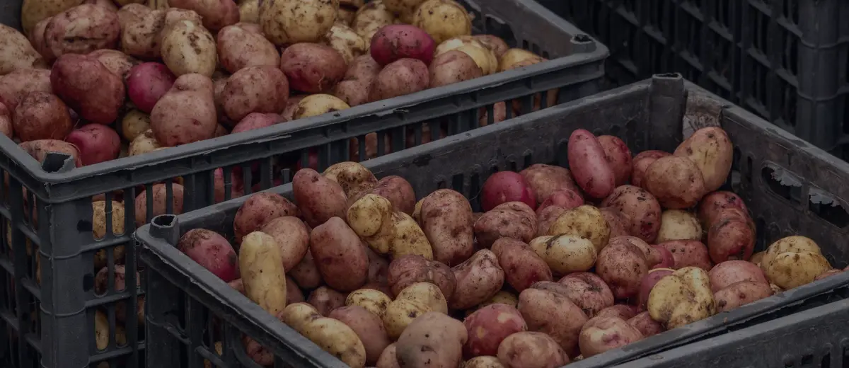Crates of red and yellow potatoes at a market.