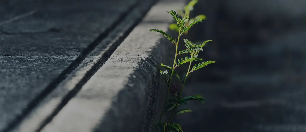 A small green plant growing out of a crack beside a concrete curb.