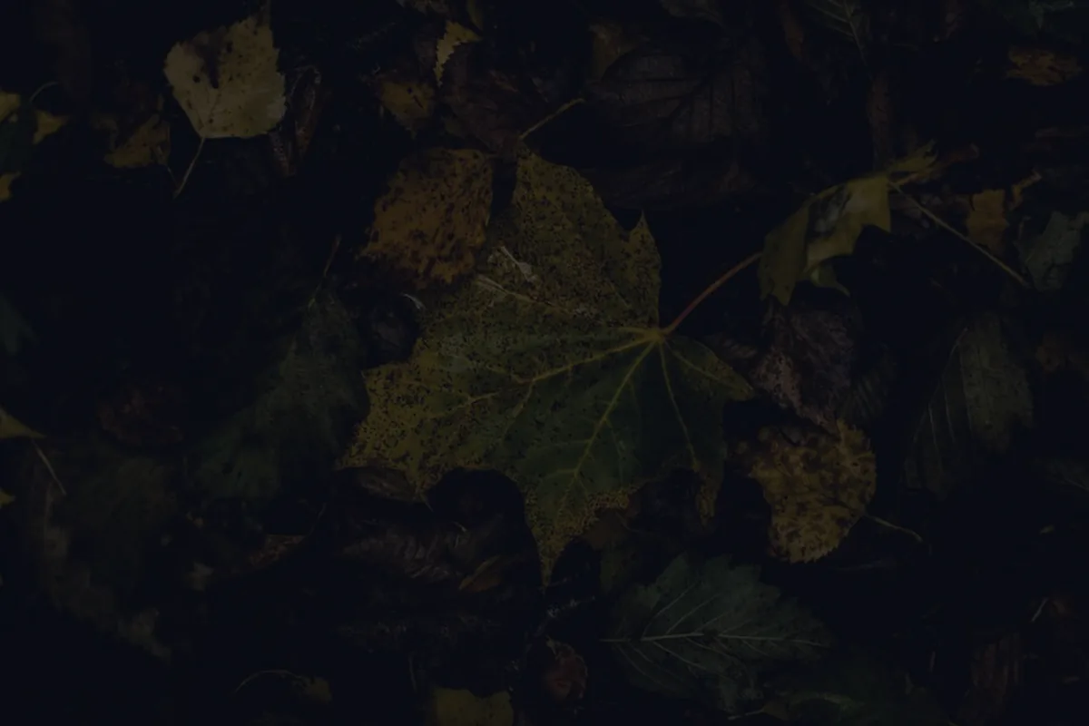 Dark autumn leaves, representing tax-loss harvesting in a market downturn.