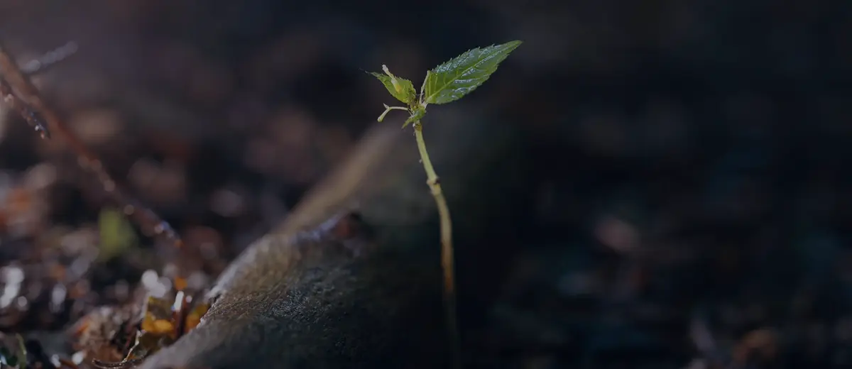 A seedling sprouting from its seed on a dark forest floor.